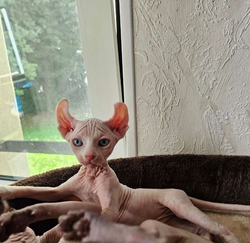 Sphynx Babys