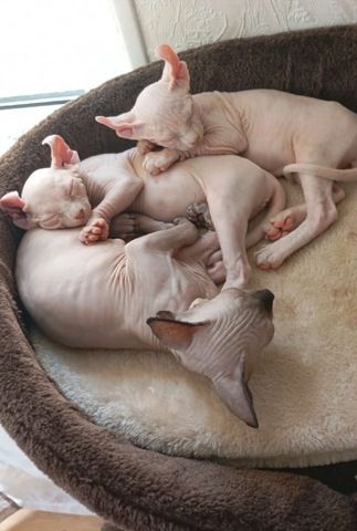 Sphynx Babys