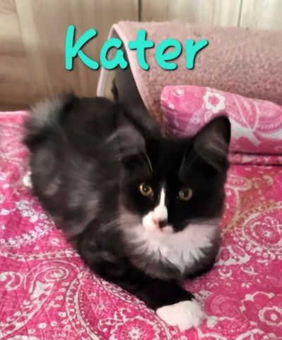 noch 2 zuckersüßes Maine Coon  Kitten