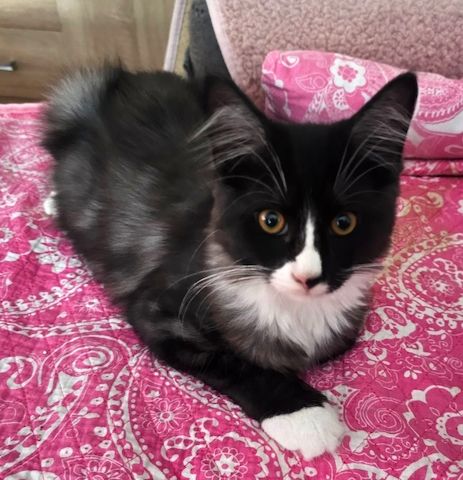 noch 2 zuckersüßes Maine Coon  Kitten