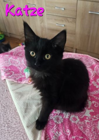 noch 2 zuckersüßes Maine Coon  Kitten
