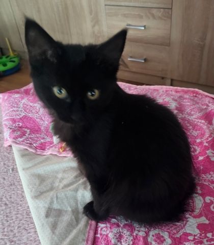 noch 2 zuckersüßes Maine Coon  Kitten