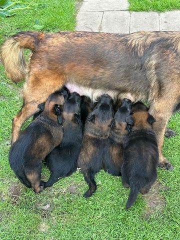Zauberhafte Malinoiswelpen suchen ihr Für-immer-Zuhause