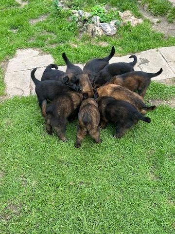 Zauberhafte Malinoiswelpen suchen ihr Für-immer-Zuhause