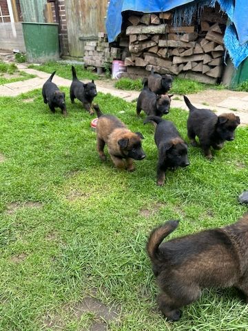 Zauberhafte Malinoiswelpen suchen ihr Für-immer-Zuhause