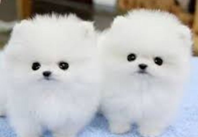 400€ für Spitz Pomeranian