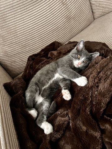 🐾 Liebevolles Zuhause gesucht für unsere kleine Chartreux-Mix-Katze 🐾