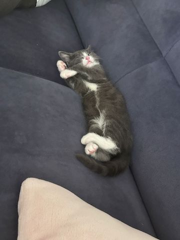 🐾 Liebevolles Zuhause gesucht für unsere kleine Chartreux-Mix-Katze 🐾