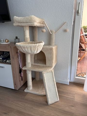 🐾 Liebevolles Zuhause gesucht für unsere kleine Chartreux-Mix-Katze 🐾