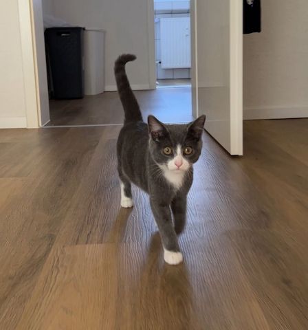 🐾 Liebevolles Zuhause gesucht für unsere kleine Chartreux-Mix-Katze 🐾