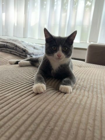 🐾 Liebevolles Zuhause gesucht für unsere kleine Chartreux-Mix-Katze 🐾