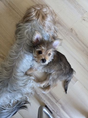 Süße Yorki Pom Welpen suchen ein