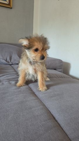 Süße Yorki Pom Welpen suchen ein