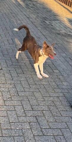 Border Collie Rüde abzugeben