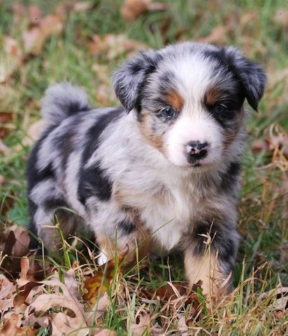 Australischer Schäferhund-Welpen suchen ein liebevolles Zuhause.