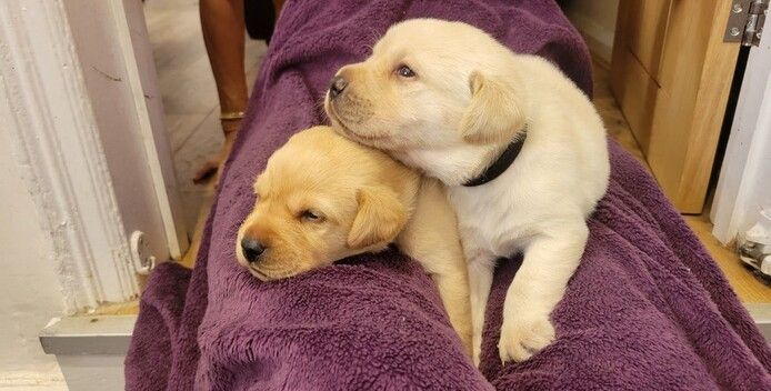 Labrador Retriever