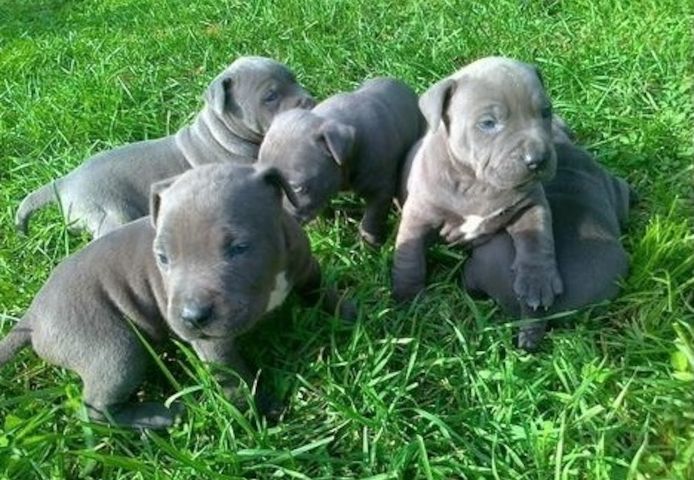 American Blue-Line Pit Bull Terrier Welpen