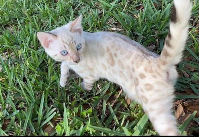 Unsere Bengal Kitten suchen liebevolles Zuhause