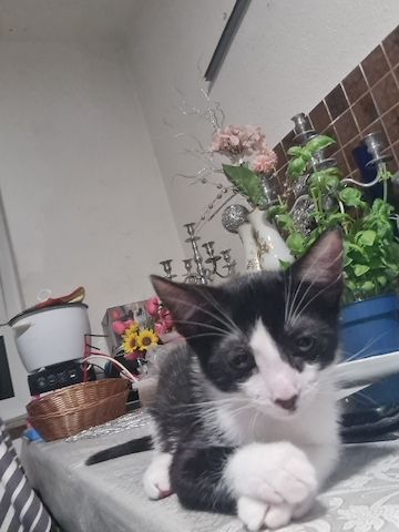 Katzen