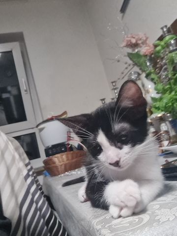 Katzen