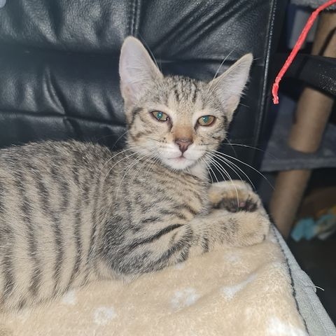 Katze