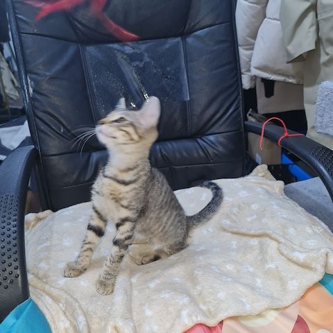 Katze