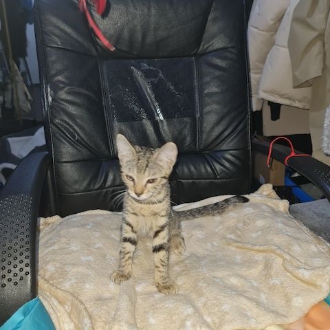 Katze