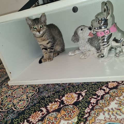 Katze