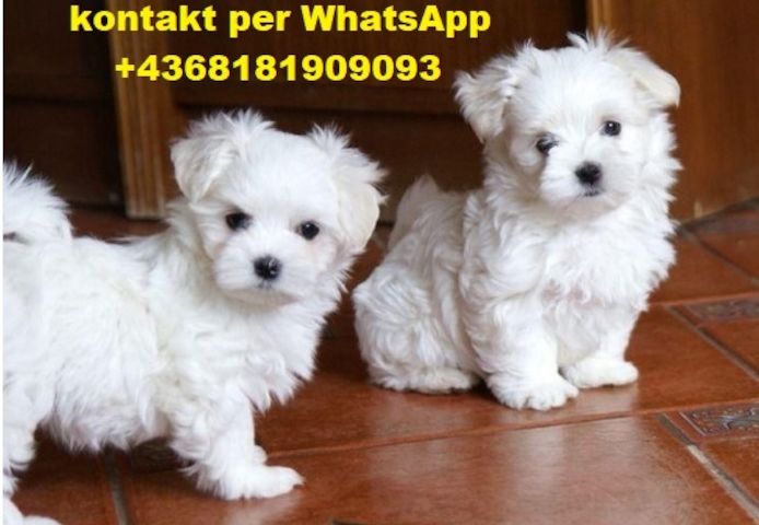 Mini Malteser welpen