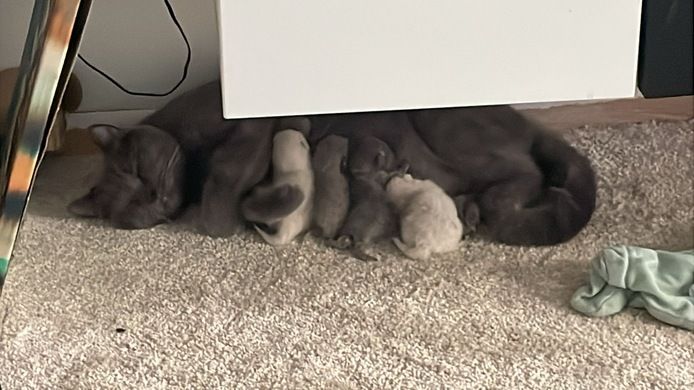 Bkh kitten