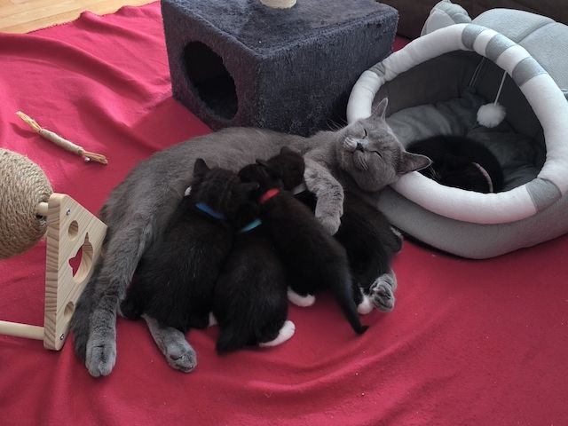 Kitten suchen bald ein neues Zuhause