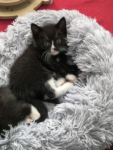 Kitten suchen bald ein neues Zuhause