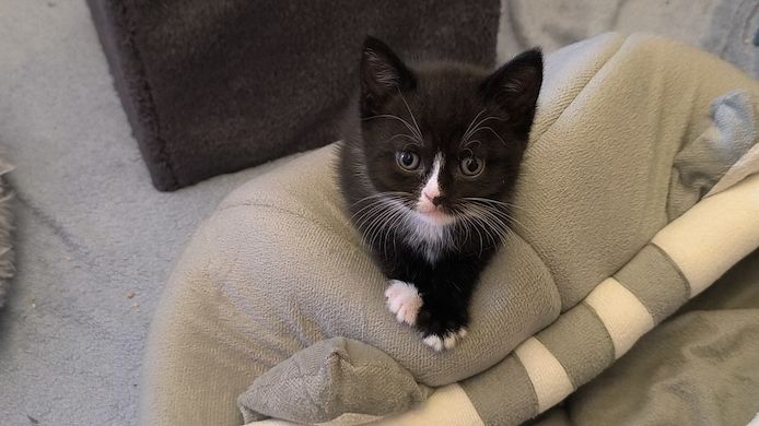 Kitten suchen bald ein neues Zuhause