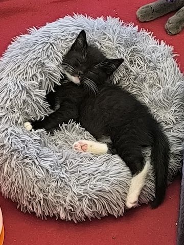 Kitten suchen bald ein neues Zuhause