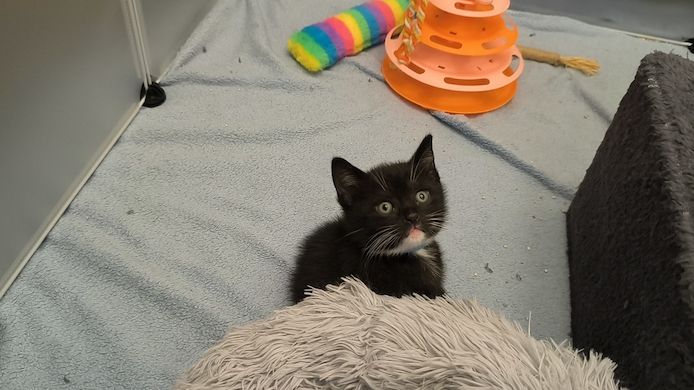 Kitten suchen bald ein neues Zuhause