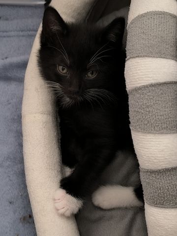 Kitten suchen bald ein neues Zuhause