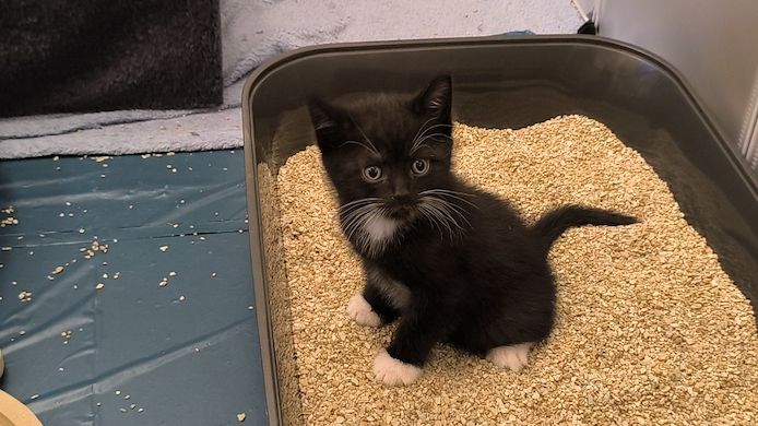 Kitten suchen bald ein neues Zuhause