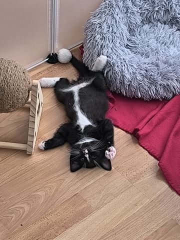 Kitten suchen bald ein neues Zuhause
