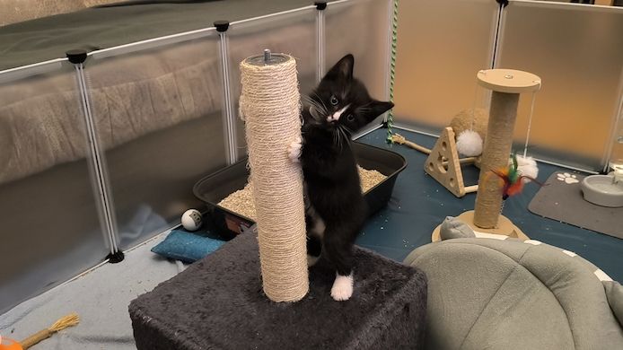 Kitten suchen bald ein neues Zuhause