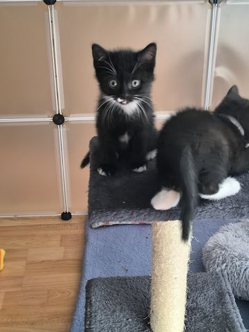 Kitten suchen bald ein neues Zuhause