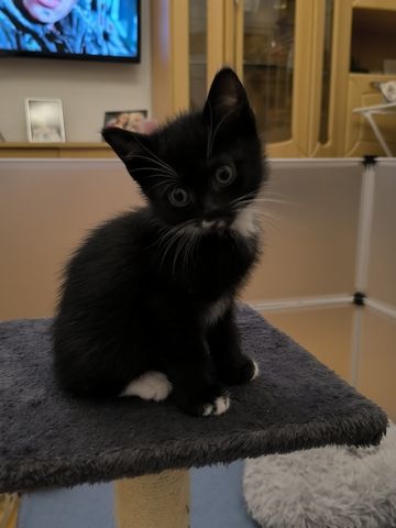 Kitten suchen bald ein neues Zuhause
