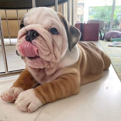 Englische Bulldogge welpen