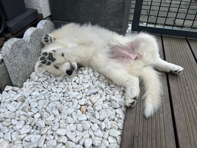 Weiße Schweizer Schäferhund Welpen