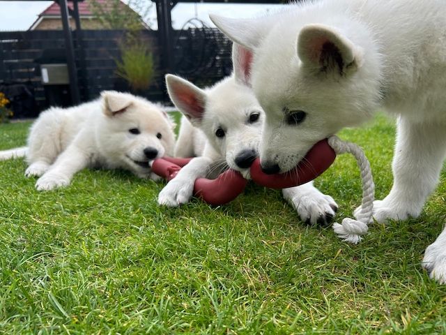 Weiße Schweizer Schäferhund Welpen