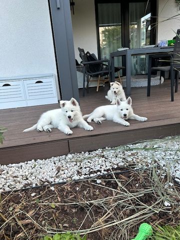 Weiße Schweizer Schäferhund Welpen