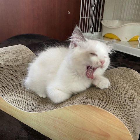 Männliche und weibliche registrierte Ragdoll-Kätzchen zu verkaufen
