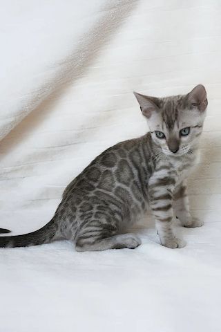 Bengal-Kätzchen verfügbar