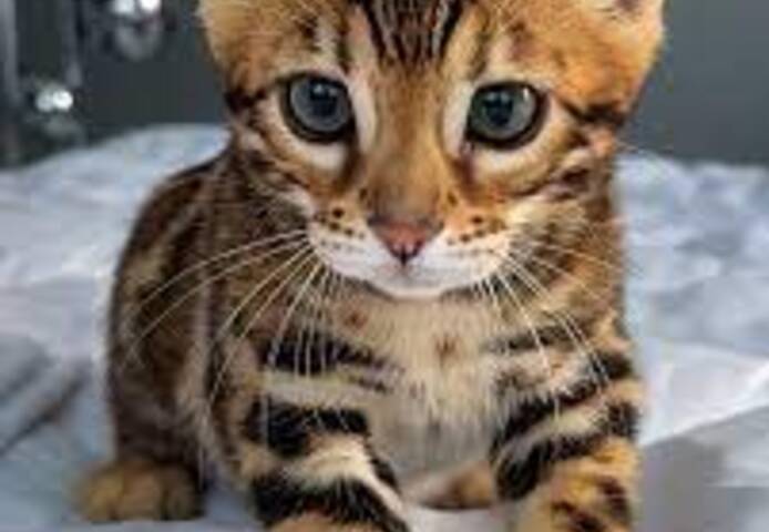 Süße Bengal-Kätzchen (männlich und weiblich) zur Adoption.