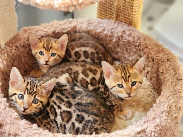 Süße Bengal-Kätzchen (männlich und weiblich) zur Adoption.