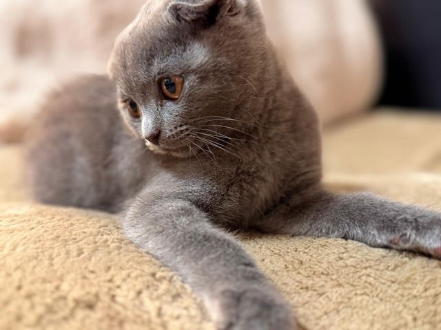 Süße BKH Kitten in der Farbe blue suchen ein neues zu Hause!